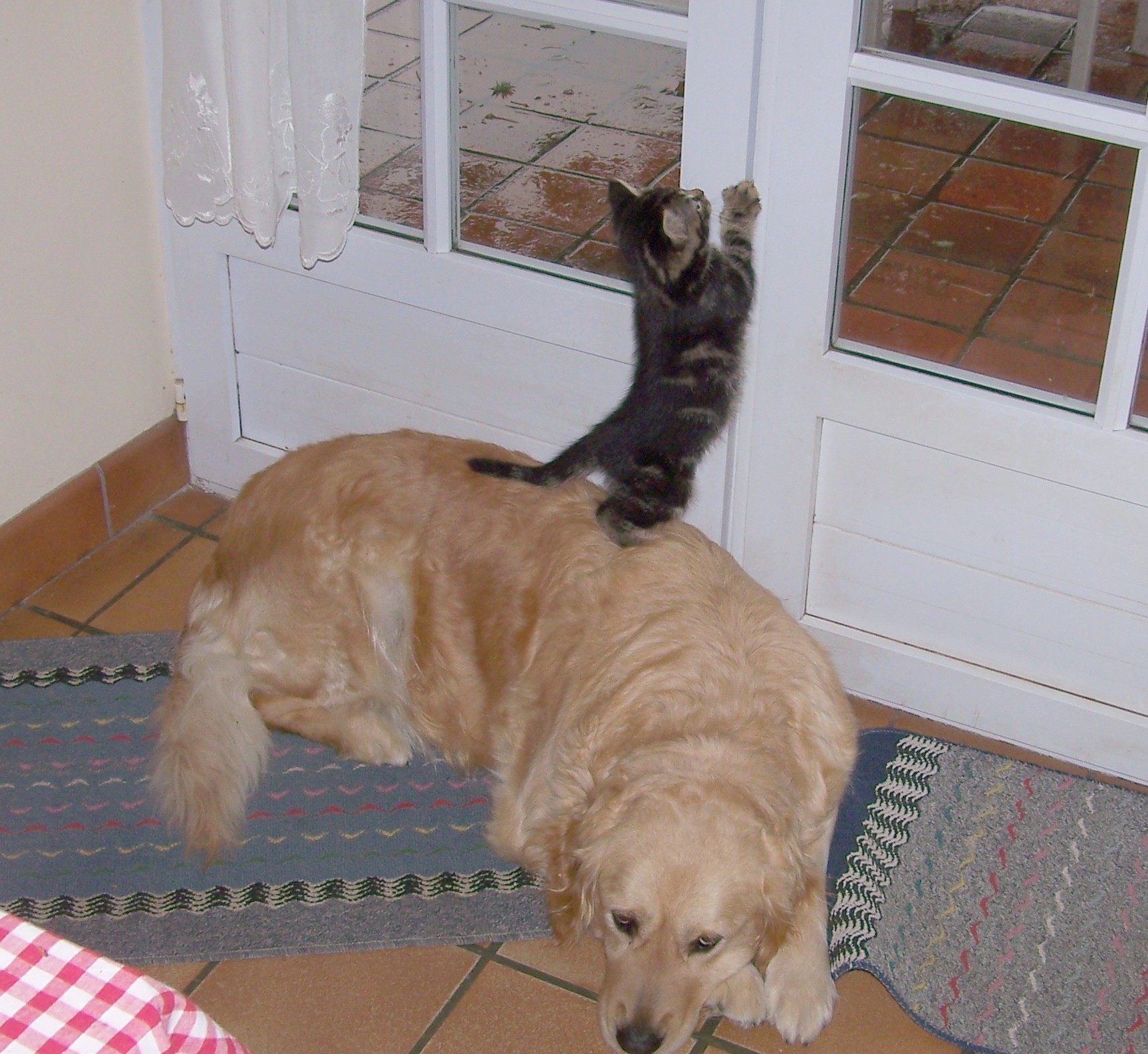 chien-chat01.jpg